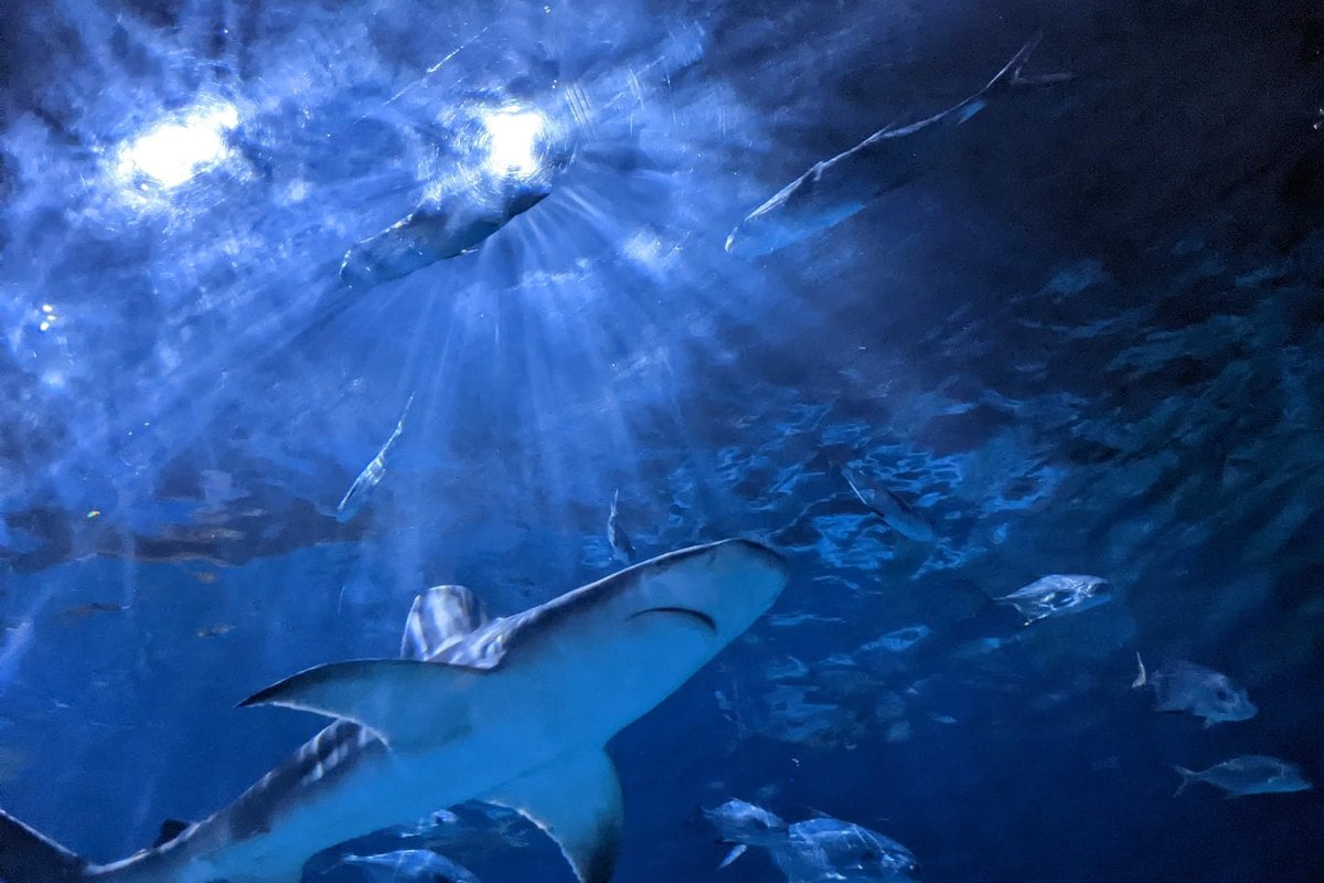 North Carolina Aquariums - Gallery Image 1